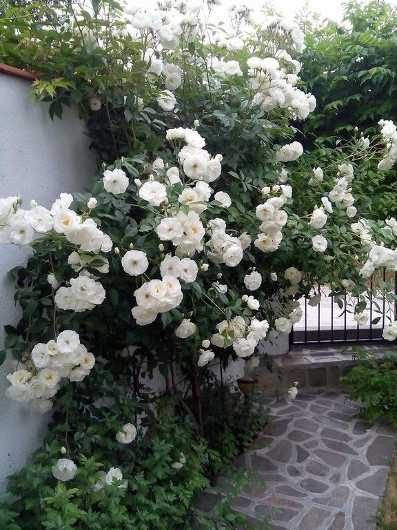 Guest House By The Captain Varna Esterno foto